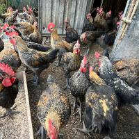 亞杜蘭放山雞開賣囉